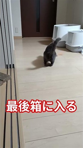 #ボールで遊ぶ猫#最後箱に入る猫# #猫動画 #cat #ねこ #ショート #遊ぶ猫 #cute #ネコ #かわいい猫 #shorts
