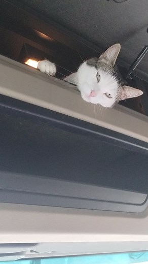 Curious Cat Peeking Through Car Window