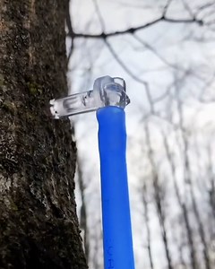 I never knew maple syrup started off as a clear liquid! 😮 🍁 | UNILAD