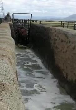 Not looking forward to tick season! #dip #parasites #treatment #cattle #🇿🇦 #swim #ticks #calves