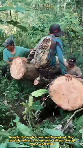 How Massive Logs Travel Through Jungle Trails! #Logging #Forestry #Engineering