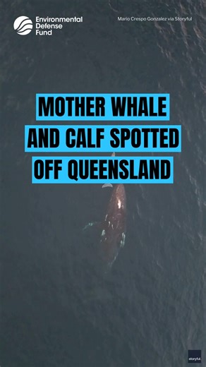 4K views · 145 reactions |   A beachgoer in Gold Coast, Queensland,...