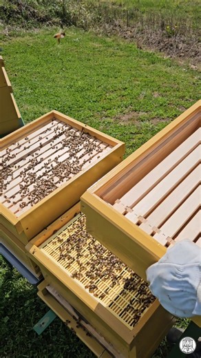 How to Encourage Faster Comb Construction 🐝 #shorts #honeybees #beekeeper #beekeeping