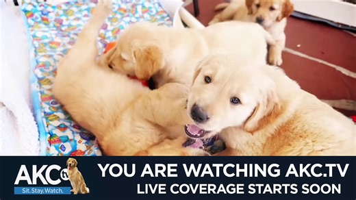 From life-changing guide dogs to tail wags, and myth-busting tips, this episode of AKC Good Dog TV has it all! 🐶 - Learn about The Visiting Pet Program and how they’ve been spreading smiles for over 38 years in New Orleans. - Meet Katie McCoy and discover how her guide dogs changed her life forever. - Disc Dog Champion Jack Fahle shares how to get your dog pumped for disc dog, presented by Cosequin. - Catch up with the 2022 AKC ACE Award winning Service dog, Lotus and her owner Asia Kwon. - Are
