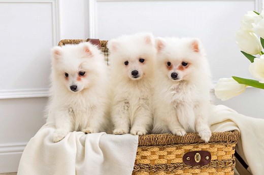 36 Cutest Small Fluffy Dog Breeds You’ll Love (With Pictures)