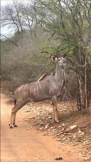 The thrill of hunting! African hunters catch a kudu #hadzabetribe #bushmen #tanzania #africa