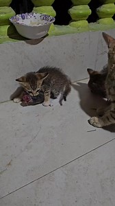 Kitten hunted a big rat #cat #kitten #rat #catvsrat #hunt | Andaman Baby