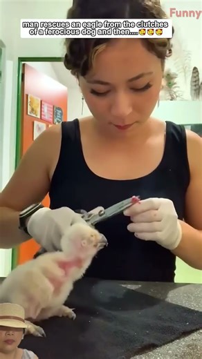 An eagl rescued #animals #birds #eagle