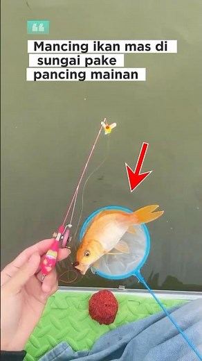 Bukan sembarangan pancing strike ikan mas di sungai #fishing
