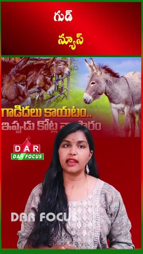 50% Subsidy for Donkey Farming Under National Livestock Mission | Latest updates | DAR FOCUS
