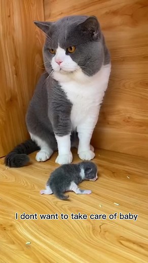 Lovely cat on TikTok