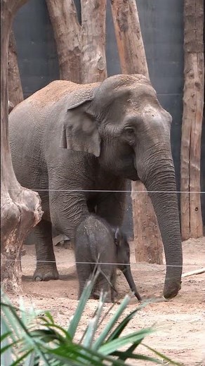 For young elephants, the trunk is still a tricky thing. 🐘 | DierenPark Amersfoort