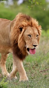 Big cats are lurking in UK countryside, scientists say | The Sun