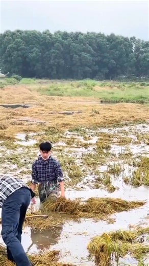 Hạt gạo làng ta Có vị phù sa Của sông Kinh Thầy Có hương sen thơm Trong hồ nước đầy Có lời mẹ hát Ngọt bùi đắng cay... Hạt gạo làng ta Có bão tháng bảy Có mưa tháng ba Giọt mồ hôi sa Những trưa tháng sáu Nước như ai nấu Chết cả cá cờ Cua ngoi lên bờ Mẹ em xuống cấy... Hạt gạo làng ta Những năm bom Mỹ Trút trên mái nhà Những năm cây súng Theo người đi xa Những năm băng đạn Vàng như lúa đồng Bát cơm mùa gặt Thơm hào giao thông... Hạt gạo làng ta Có công các bạn Sớm nào chống hạn Vục mẻ miệng gàu T
