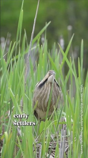 That Sound Isn't Thunder... It's a Bird 😳⚡ #AmericanBittern ##didyouknow #Nature