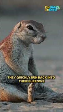 Letter X is for Xerus | Fun Animal Facts for Kids