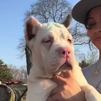 My WhatsApp number 1 (945) 994-5914Gorgeous Cane Corso Puppies Available For Rehoming. They're so playful and friendly with kids and other home pet. #PetCare #puppies #canecorso #animalsofinstagram #dog #animallover #doglife #puppy #canecorsopuppy #animals 1 (945) 994-5914 adorable cane corso puppies for adoption in maine cane corso for adoption in maine cane corso puppies for sale in maine adopt a cane corso puppy near me cane corso puppies in maine maine cane corso maine cane corso breeders ca