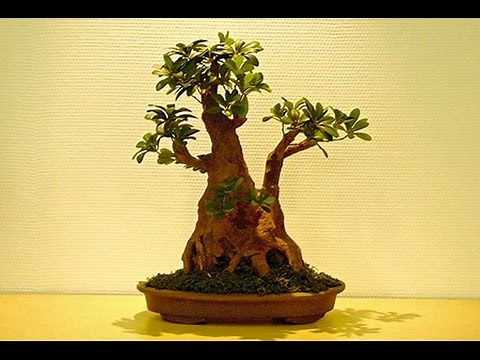 Pittosporum tobira 'Variegata' Variegated Pittosporum