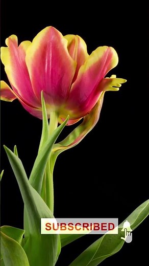 Watch This Stunning Tulip Blossom Unfold