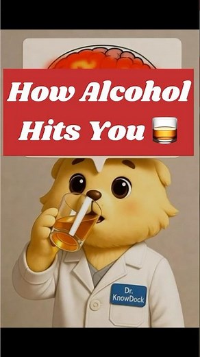 How Alcohol Gets You High: What Really Happens in Your Brain | KnowDock