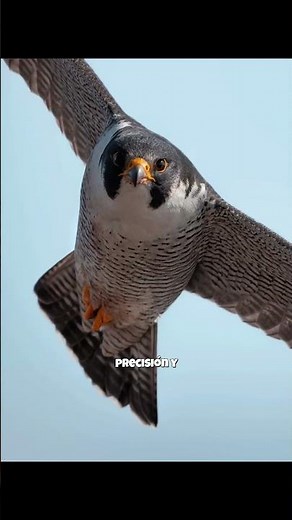 🦅⚡The peregrine falcon: the fastest animal on the planet #didyouknow