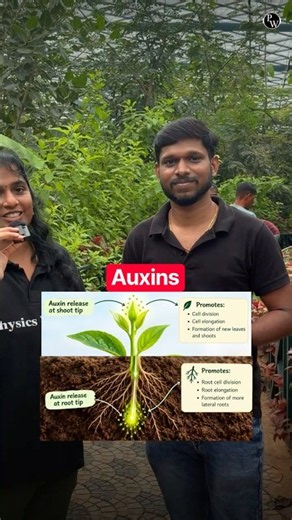 Auxins Explained Easily! 🌱 | Plant Growth Regulators | NCERT Biology | NEET 2027 | PW NEET Telugu