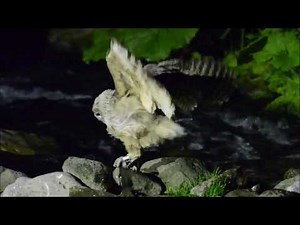 Blakiston's fish-owl - Catching fish