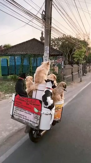 8.3K views · 212 reactions | Looks awesome Repost from @earthfever•朗 Get your photos or videos posted in our account, apply to be featured visiting our website earthfever.net and we will post your favorite photo or video  use the link in our bio to apply: @earthfeverDaily commute in Bali!   Tag your squad 酪 @jackmorrisBali, Indonesia | Reach Out Recovery | Facebook