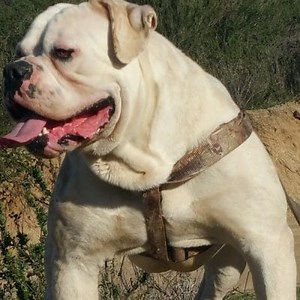 American Bulldog Breed: Characteristics and more ▷➡️ Postposmo