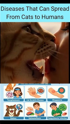 Diseases That Can Spread From Cats to Humans #health #facts #facts #bluetongue #animaldiseases