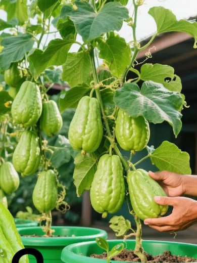  Grow chayote at home – Delicious and easy to care for!  Chayote is...