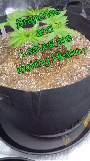 An Update On My Cannabis Plant!! Veg Stage!