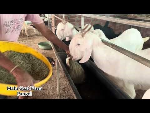 Real Goat ASMR | Natural Farm Sounds
