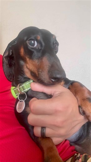 Dachshund side eye #dachshund #perrosalchicha #perrito #hiking #nature #animales #animlas