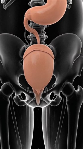 The Journey of Digestion – How Your Body Removes Waste (3D Animation)