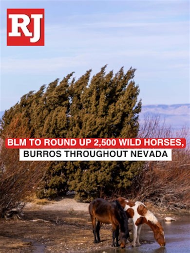 BLM Plans to Remove 2,500 Wild Horses in Nevada