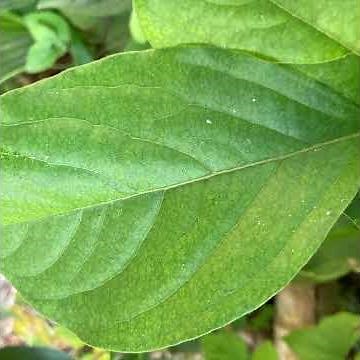 柿の葉茶作り方