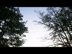 Creepy Trees / Branches: Blurred Effect Horror Loop | Free Download