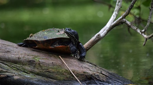 Laurel's Trussum Pond is closing for about a month. What you need to know