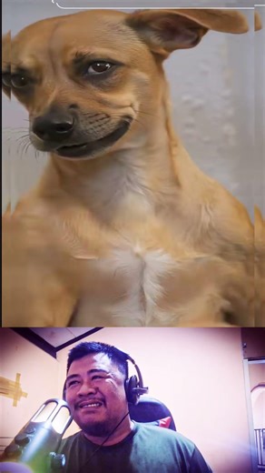 Cute and Smart Dogs Doing Various Things, This is What it Looks Like If Dogs Were Given Human Intell