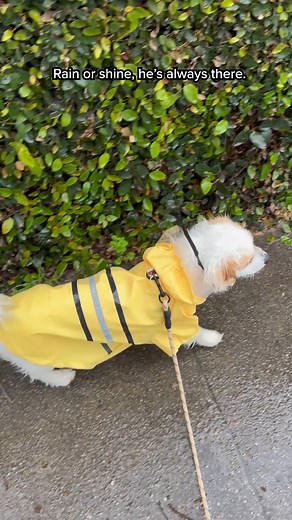 6.7K views · 40 reactions | It's fireworks season!  Loud firework sounds can scare our furry friends, so it's important to make sure we keep them safe and comfortable this holiday. Create a Pet Profile in the Ring App with all of their key information to get started! #FourthofJuly #ring | Ring | Facebook