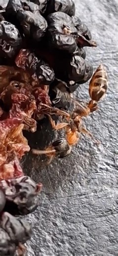 Protect your food, Wasp in Disguise. #bugs #insects #gardenlife