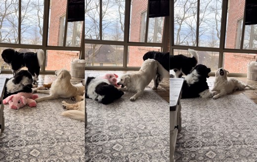 94K views · 10K reactions | Golden Retriever Plays With Big Newfoundland Dog Enjoy this video of Oliver & Herb playing  | Oliver The Golden | Facebook