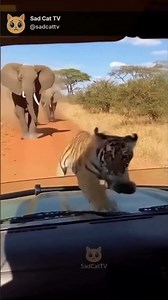 Baby Tiger Cub Flees Elephants... Jumps on Car But Can’t Get Inside! 😢🐅