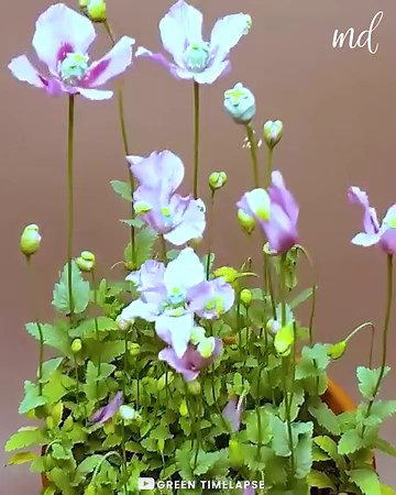 34M views · 84K reactions | A beautiful flower timelapse  | MetDaan DIY | Facebook