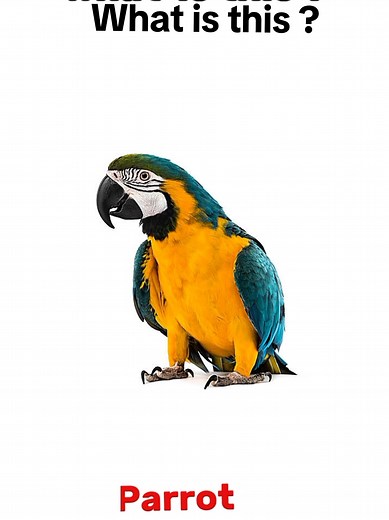 Guess the Birds: Fun Learning for Kids