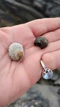 #WinterShorelineForaging #Periwinkles #lesslight #photosynthesis #calciumdeficiency #seatocitytable