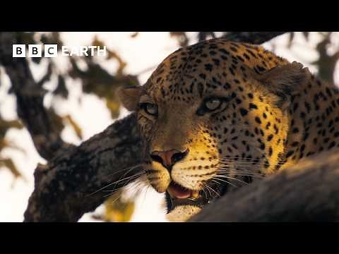 Leopards Clash Over Territory | Big Cats 24/7 | BBC Earth