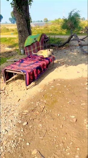 47K views · 2K reactions | A bache v bolde ne sirf smjan di lod aa tuffy n andhar jana c te menu bula riha nal khush ho riha 殺 helpline 6280535398 #ashiyanaanimalrescue | Ashiyana Animal Rescue | Facebook