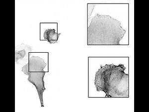 Cell Migration Example FINAL